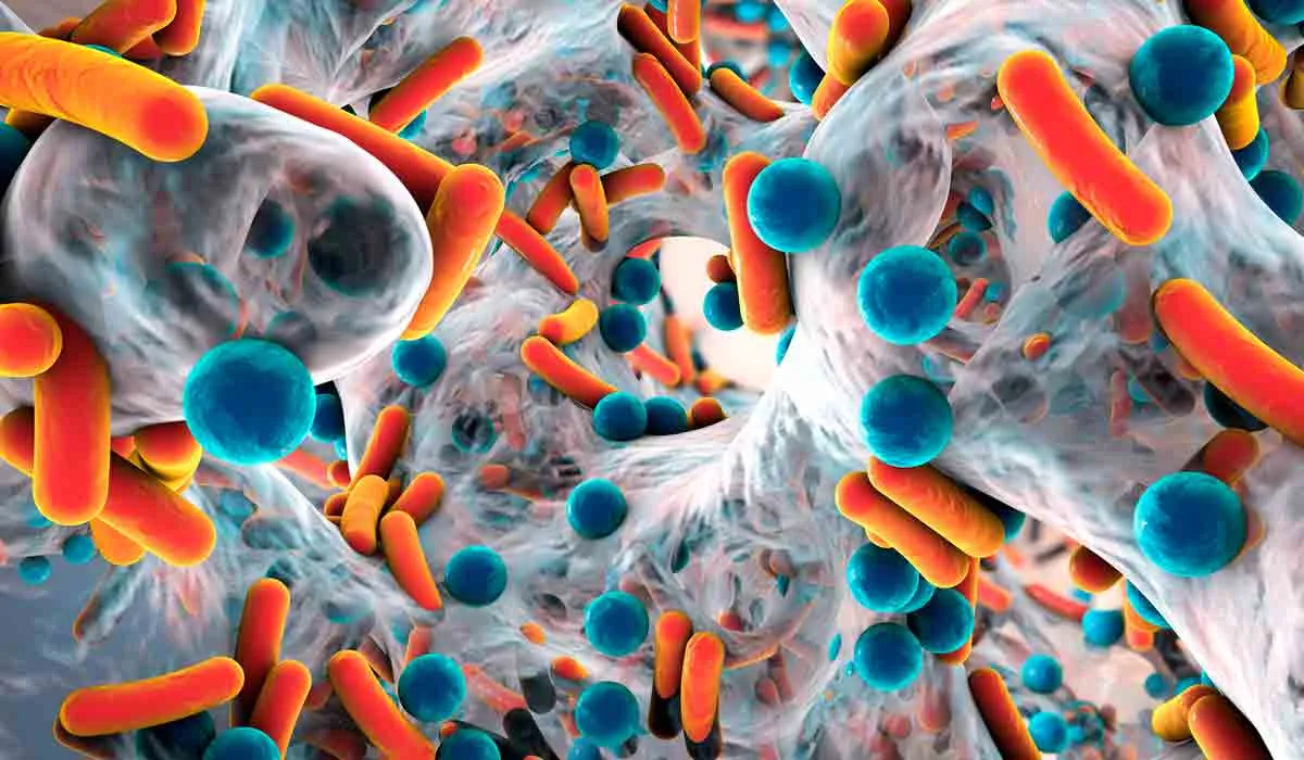 ¿Dónde se encuentra y cómo funciona la microbiota?