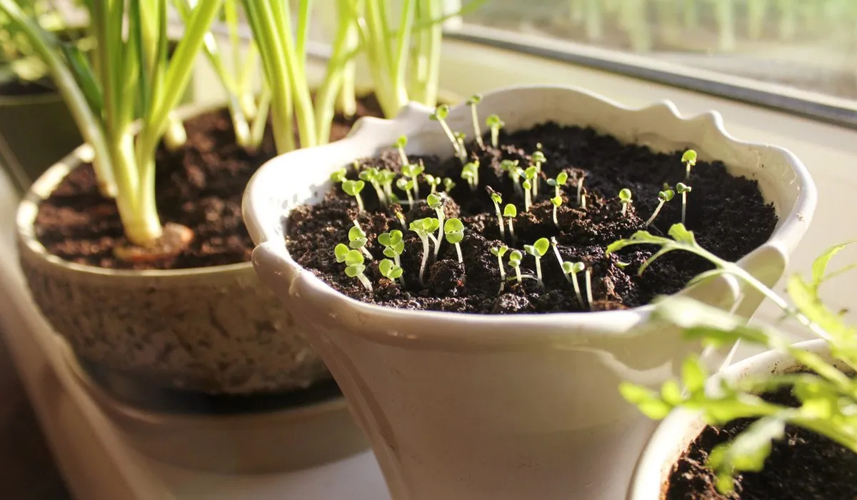 aprende cómo sembrar plantas medicinales