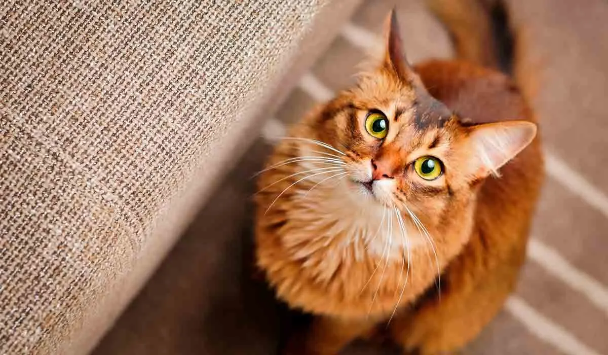 cosas que tu gato quisiera que entendieras