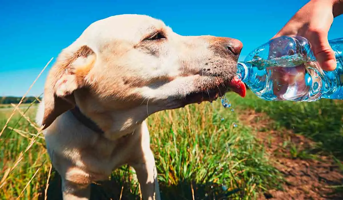 No olvides proteger bien a tus animales con este clima tan abrasador