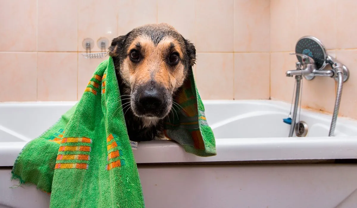 Crean un suplemento que te ayuda con el mal olor de tu mascota