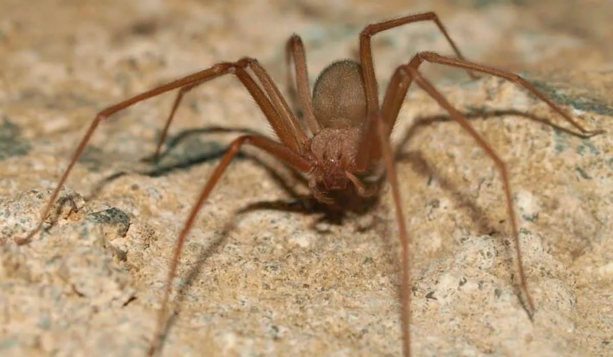 Ya existe un antiveneno para neutralizar toxina de araña violinista