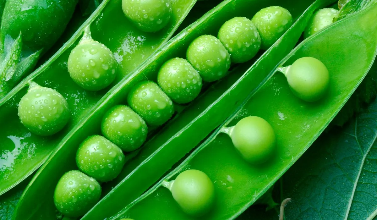 ¿Harto de los frijoles? Prueba estas alternativas vegetarianas