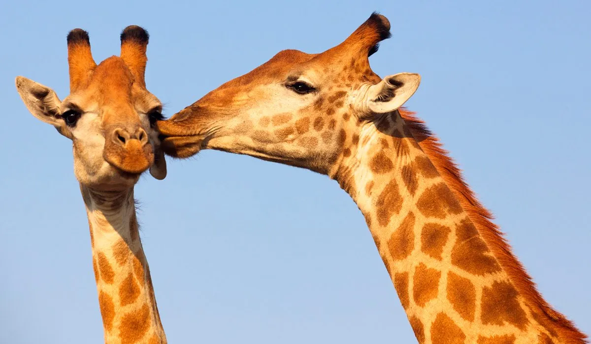 Jirafas dentro de la lista de animales en peligro de extinción