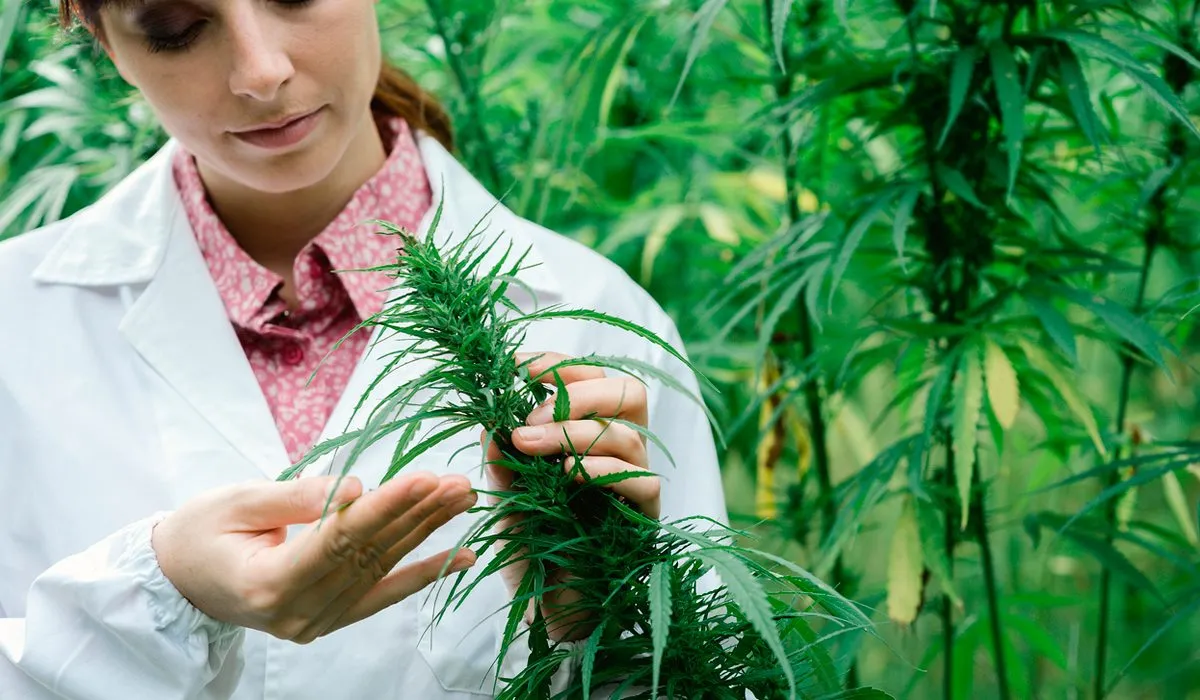 Marihuana… ¿Una posibilidad de desarrollo para México?