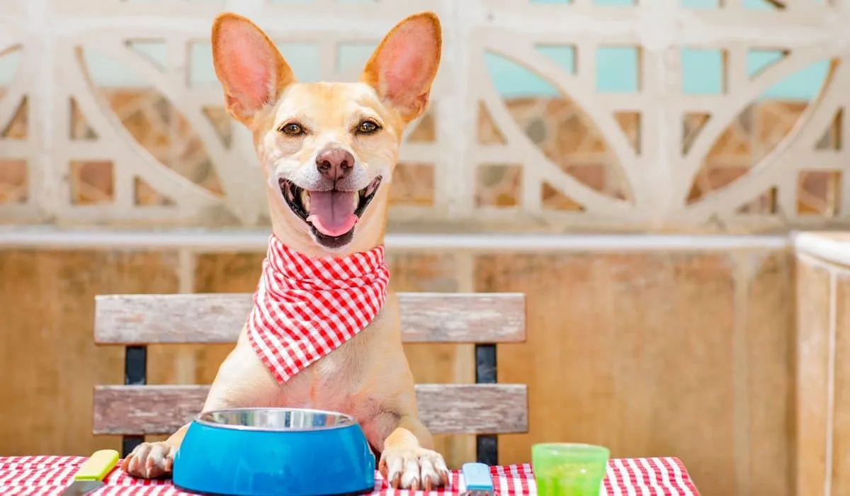 problemas con los perros de raza pequeña