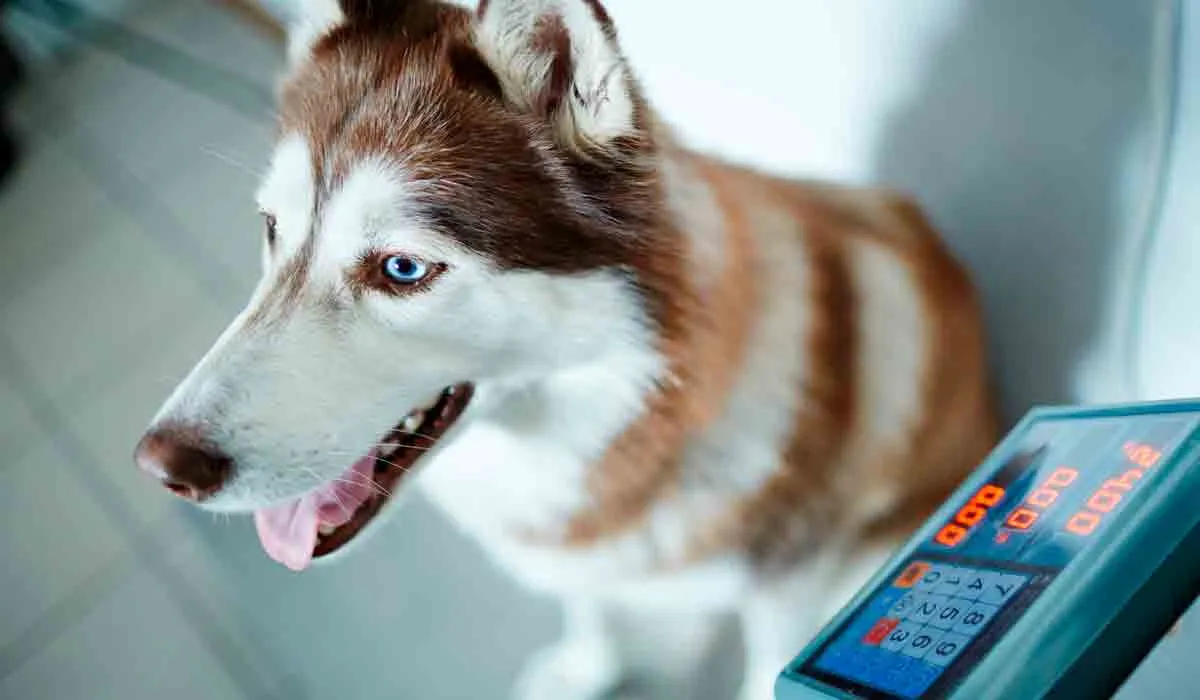 El peso de tu perro habla de su salud