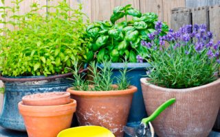 plantas que puedes cosechar en casa