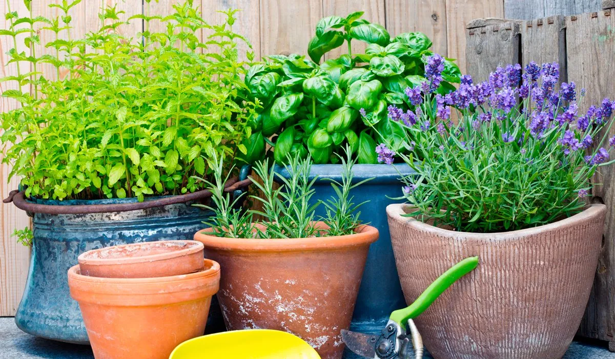 plantas que puedes cosechar en casa