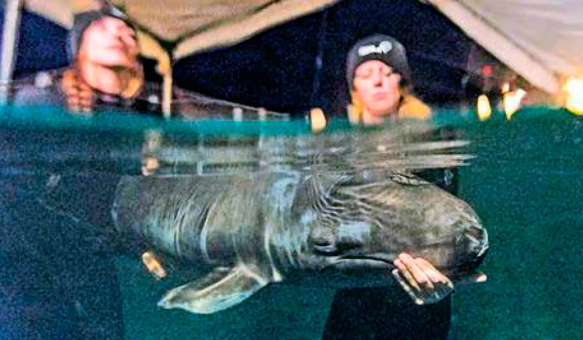 Hoy es la estrella de un acuario, pero pudo haber muerto al encallar