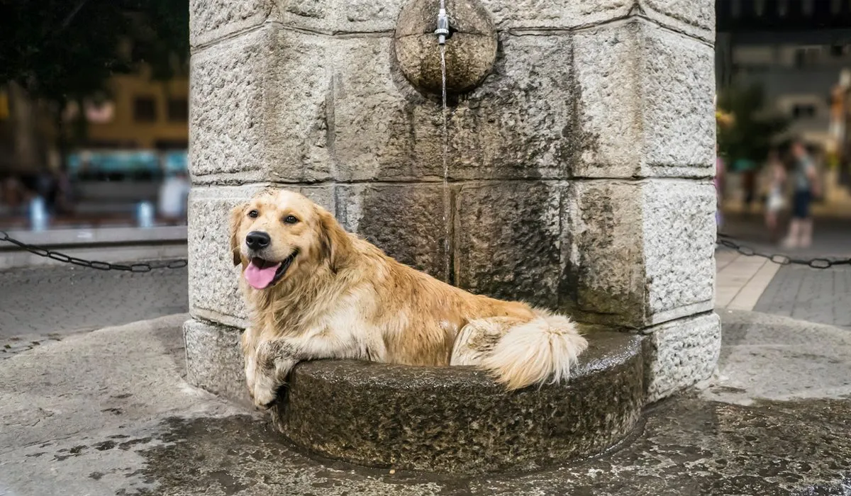 cuida a tus animales del calor