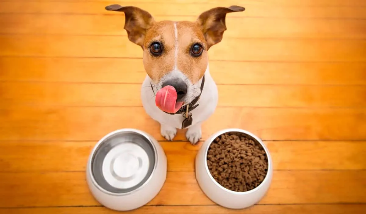 Una buena nutrición es esencial para tu mascota