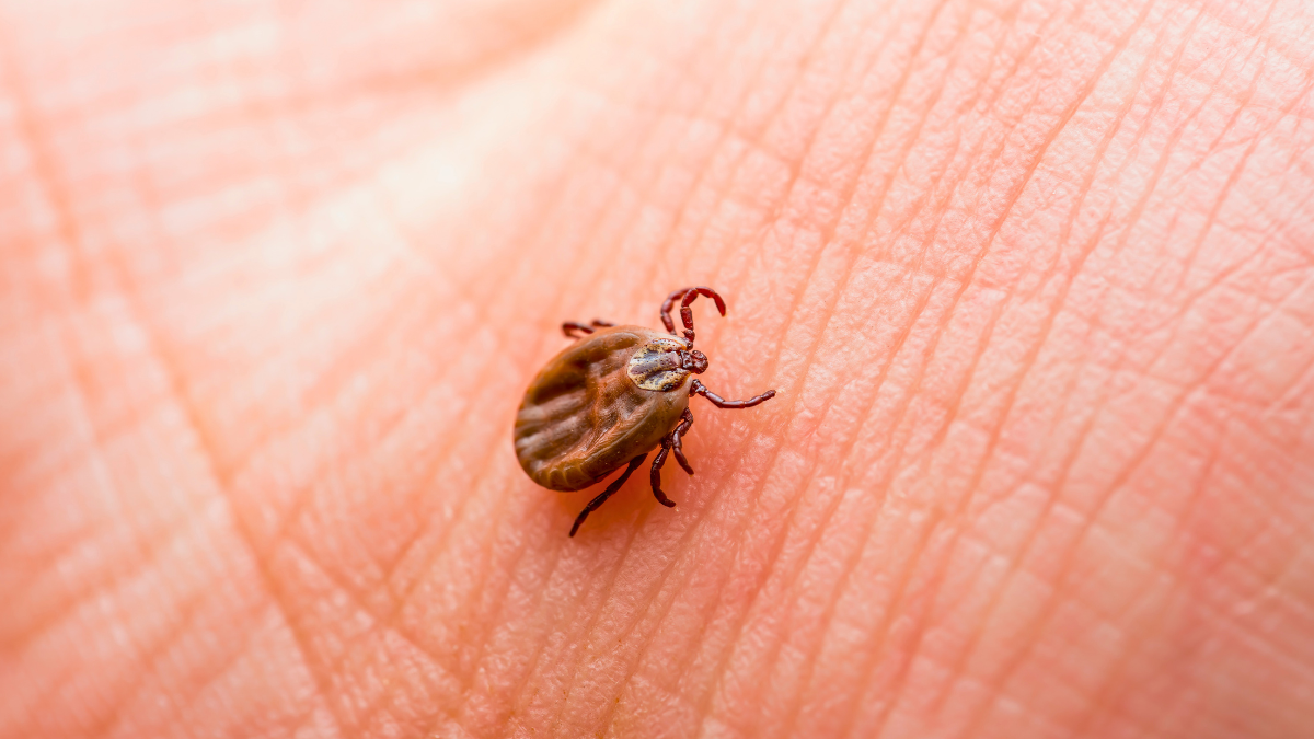 causas-de-la-enfermedad-de-lyme