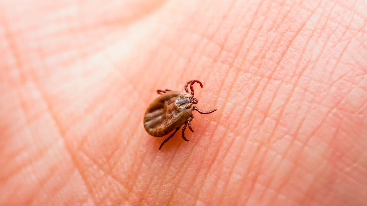 causas-de-la-enfermedad-de-lyme
