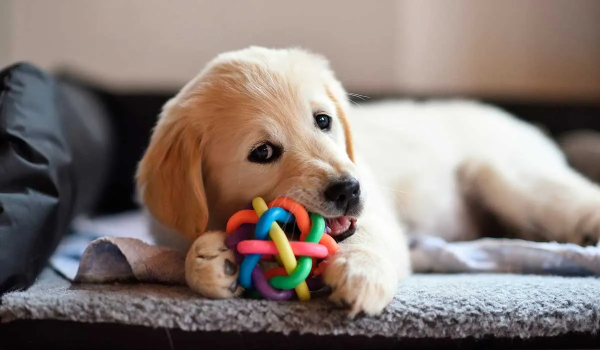 5 habilidades que tu cachorro debe aprender