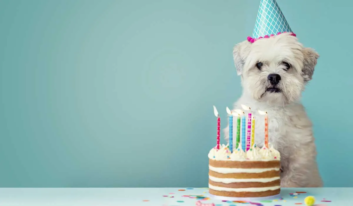 cómo contar los años en un perro