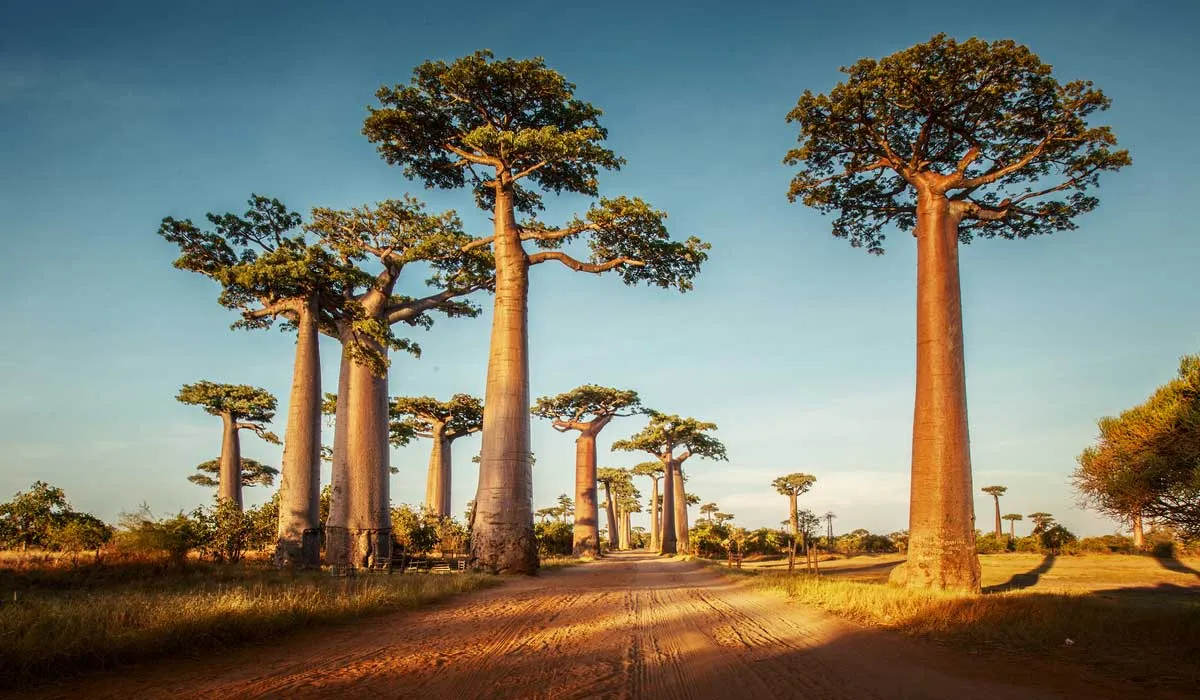 En África están muriendo los milenarios baobabs y nadie sabe por qué