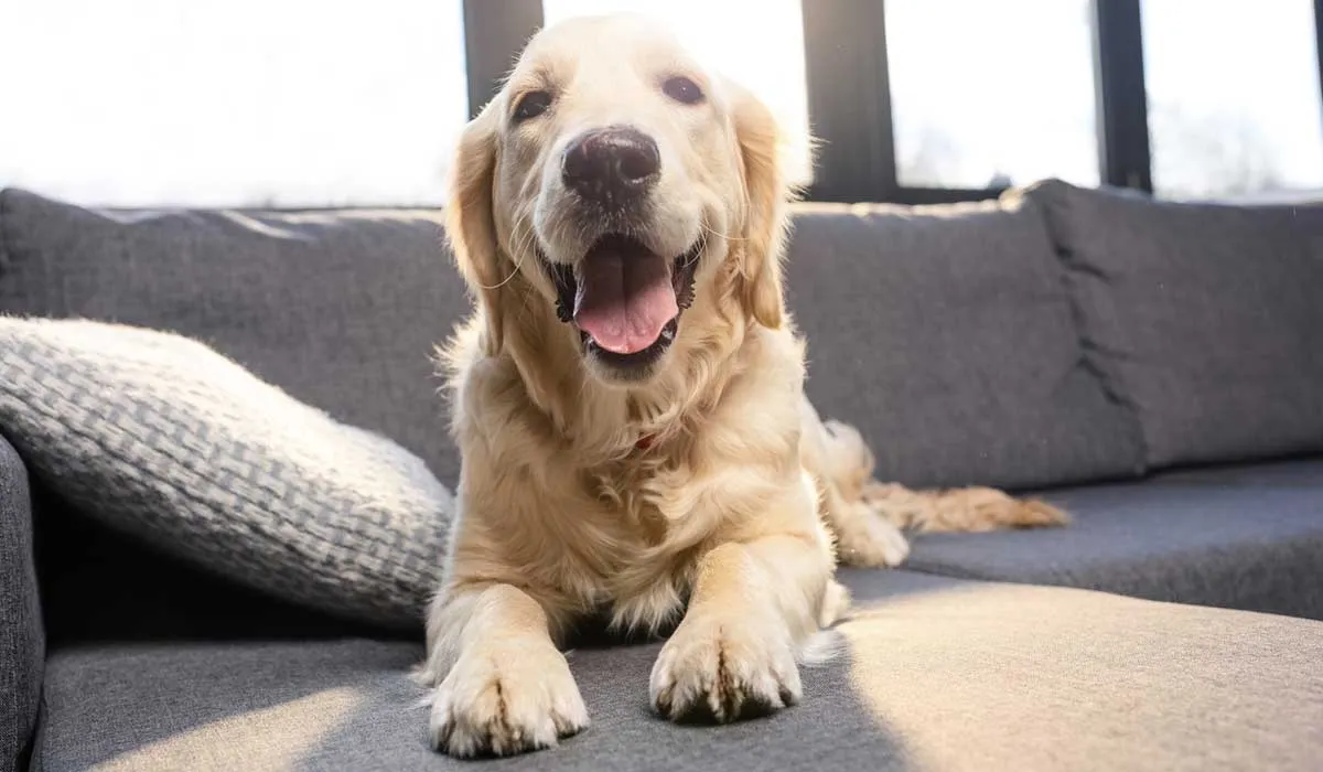Mantén feliz a tu mascota mientras trabajas