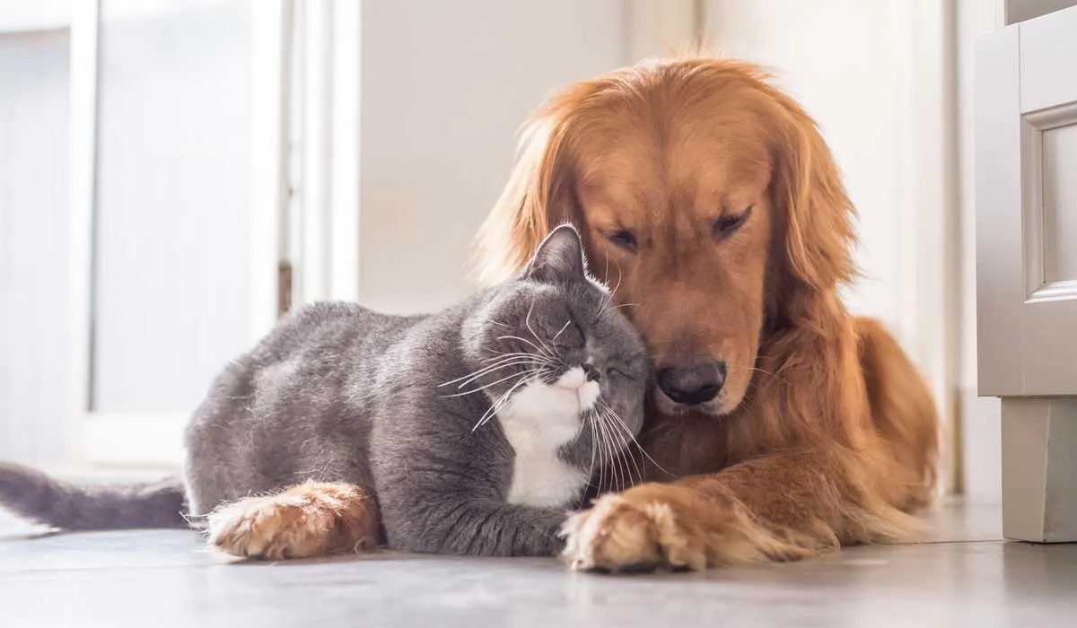 Beneficios inesperados de las mascotas