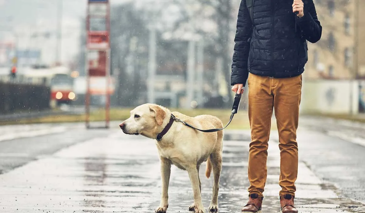 Cinco cuidados para tu perro en época de lluvias