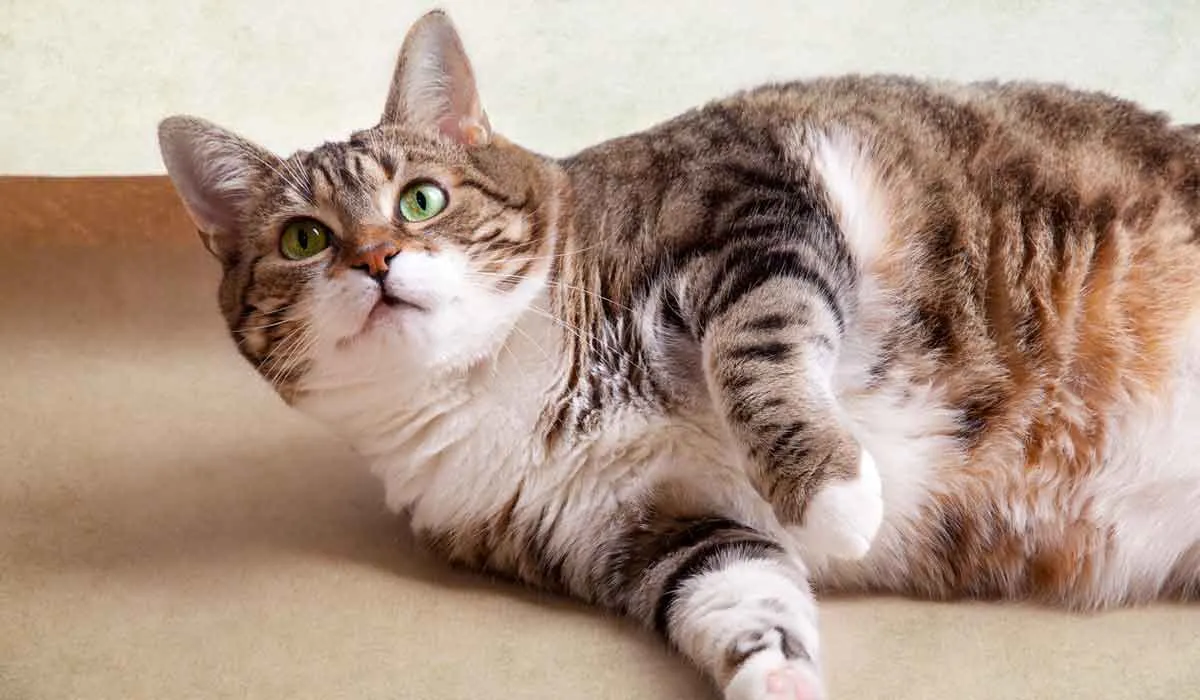 Conoce cómo prevenir la obesidad en tu mascota