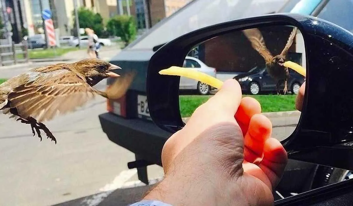La foto de este gorrión se viralizó por las diferentes perspectivas