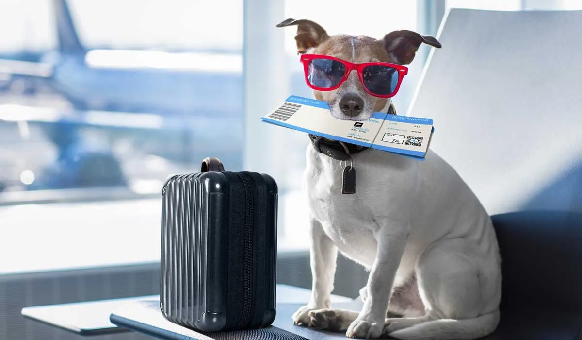ABC para felices vacaciones con tus animales de compañía