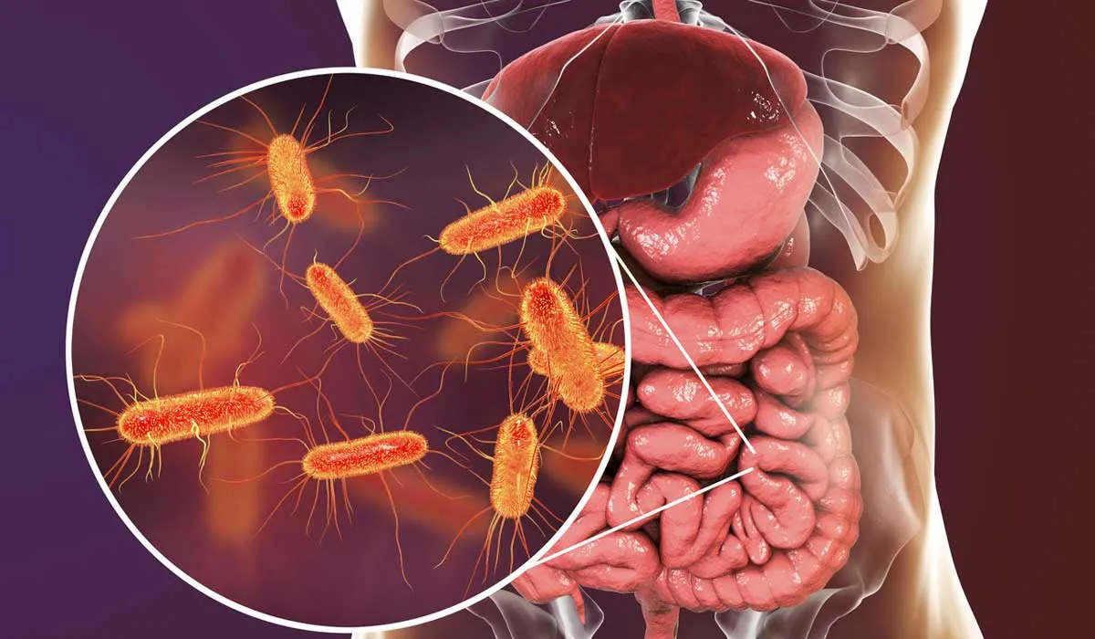Estas bacterias mejoran tu digestión, ¿qué más pueden hacer por ti?