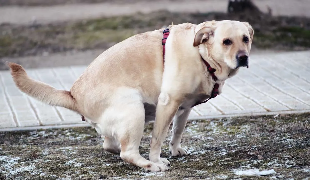 esto es lo que quiere decir el perro