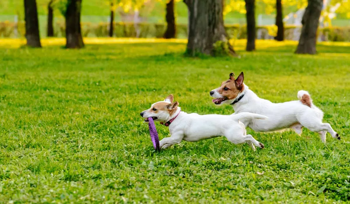 DogHero: hospedaje y cuidado de perros por amantes de mascotas