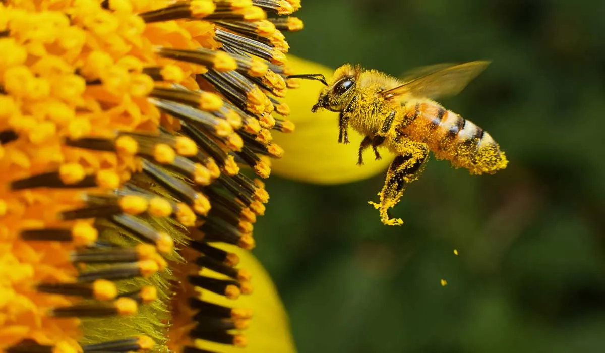 ¡Celebra a las abejas mexicanas con estos deliciosos platillos!