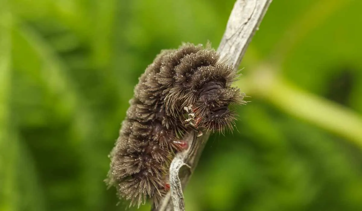cuidado con las picaduras de estos insectos
