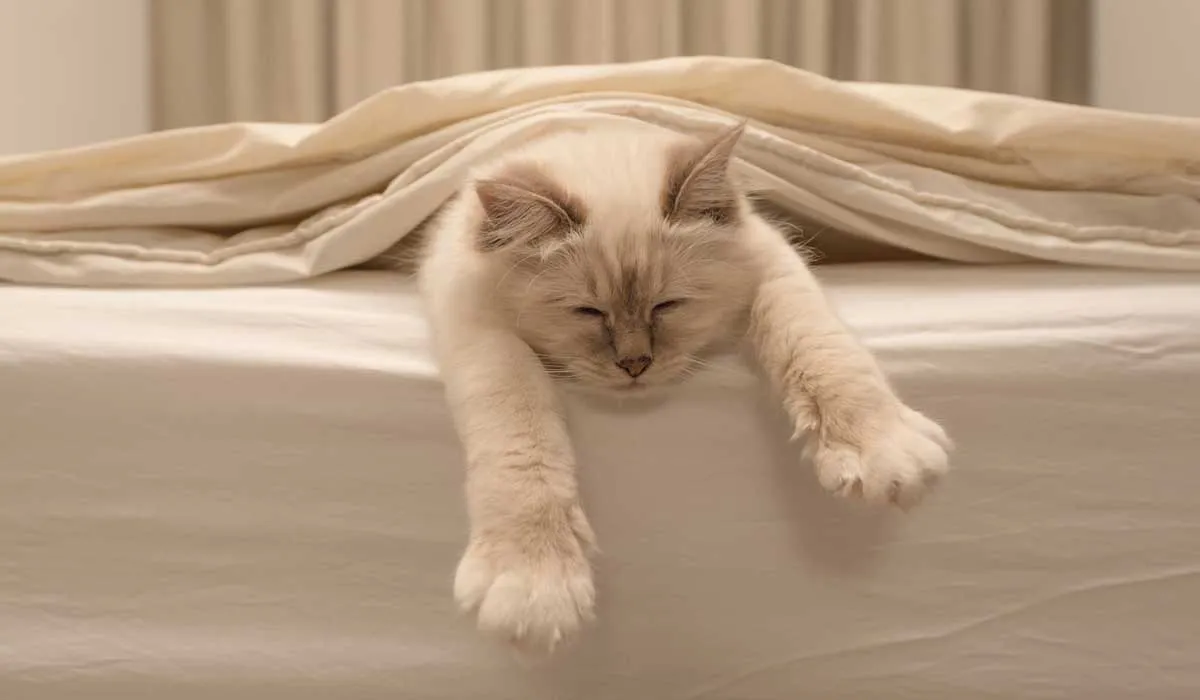consejos para dueños de gatos