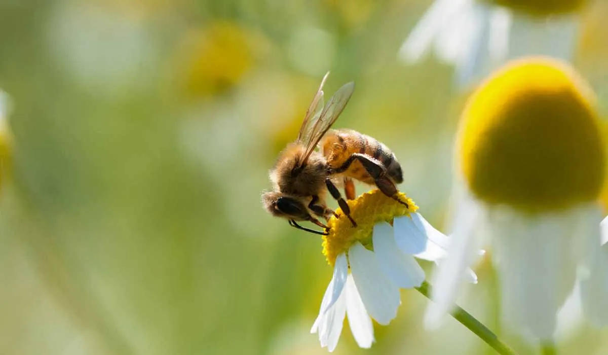 sin abejas se acaba el mundo