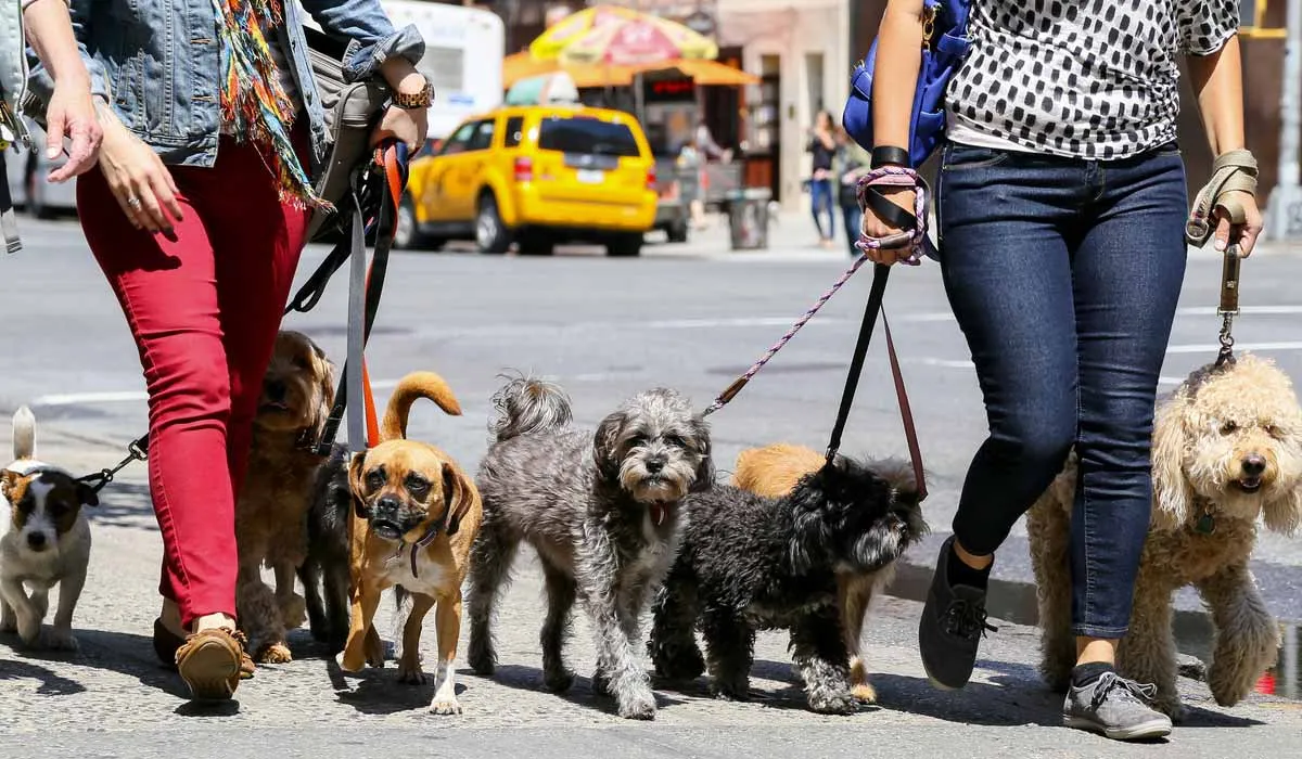 ¿Cómo saber si quien cuida de tu mascota es malo? Aquí unas ideas