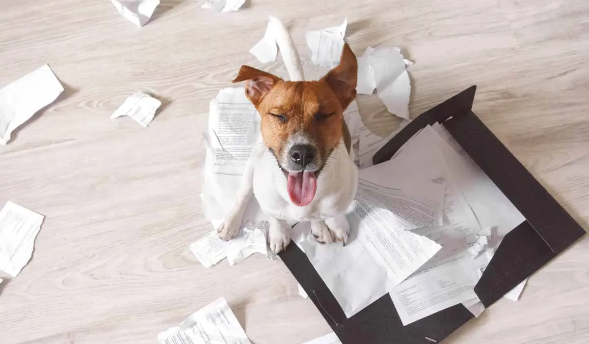 ¿es lo mismo un perro juguetón y uno muy activo?