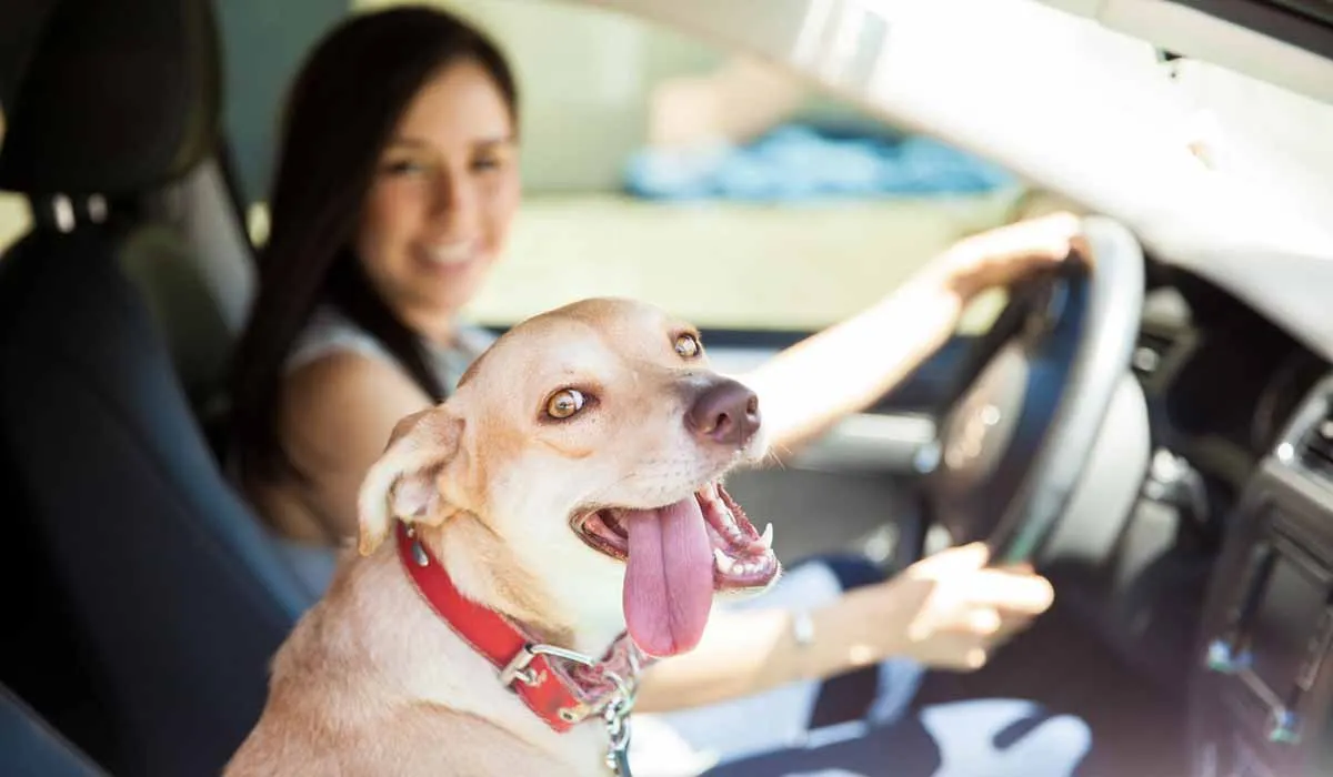 La educación de tu mascota importa en lugares 'pet friendly'
