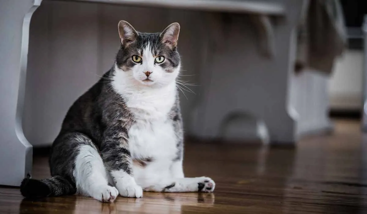 Cuidar el peso de nuestros gatos es cuidar de su salud