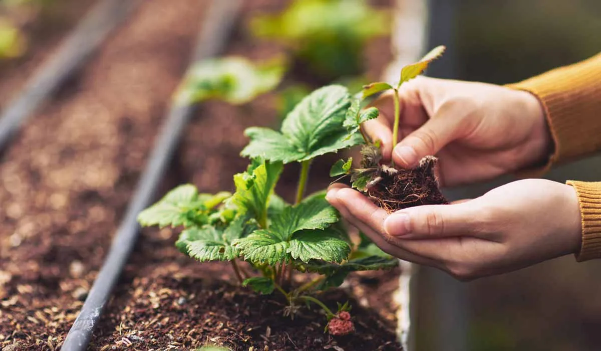 las plantas sienten dolor