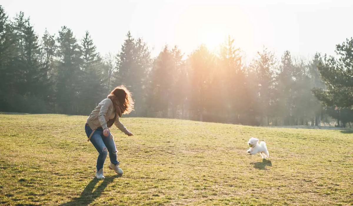 Consejos para entrenar a tu perro para un estilo de vida activo