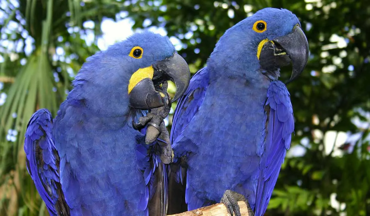El guacamayo azul que inspiró la película de Río ahora está extinto