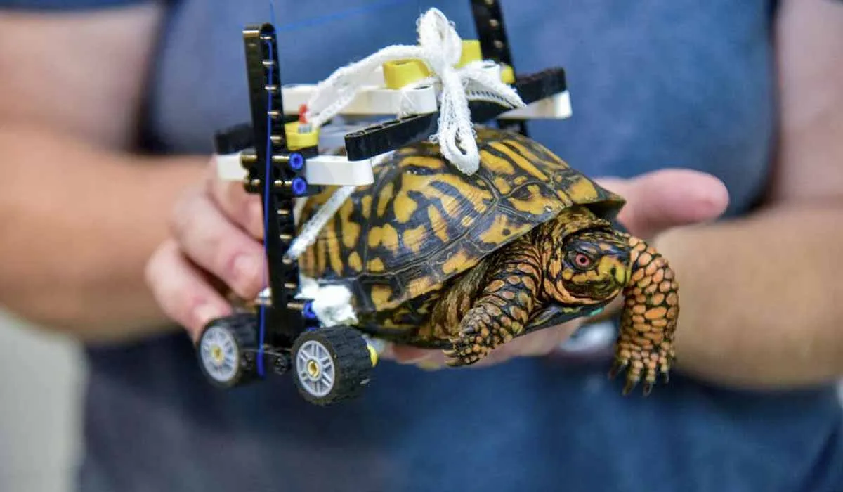 Le construyen silla de ruedas Lego a tortuga con caparazón roto