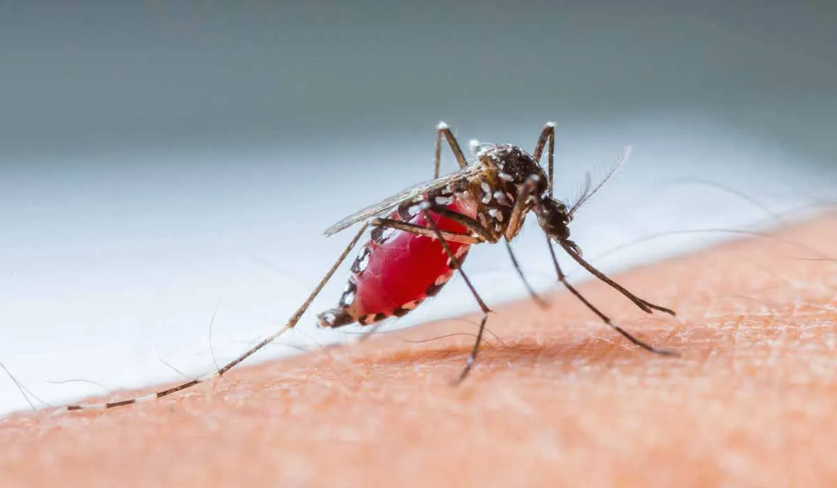 Un experimento podría erradicar a los mosquitos portadores de malaria
