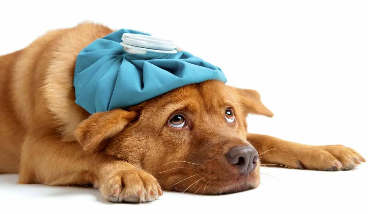 Cómo prevenir que tu mascota sufra alguna enfermedad respiratoria