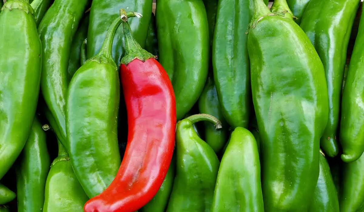 el chile no te irrita el estómago
