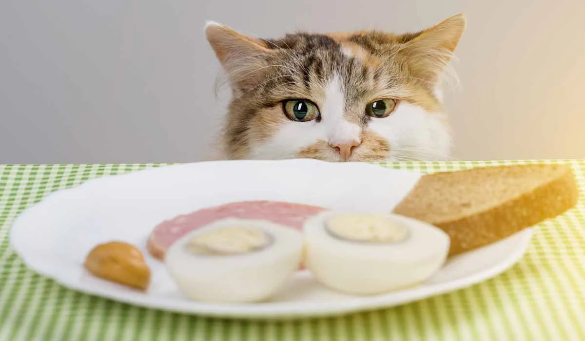 Los mejores alimentos para mantener sano a tu gato