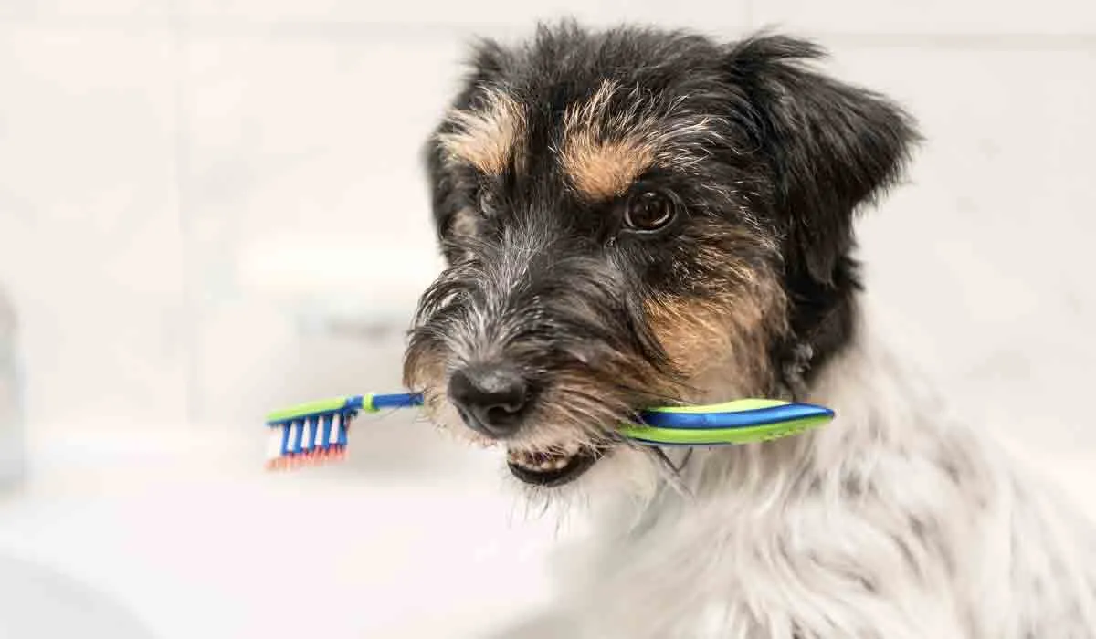 5 de cada 10 mexicanos no cepilla los dientes de su mascota