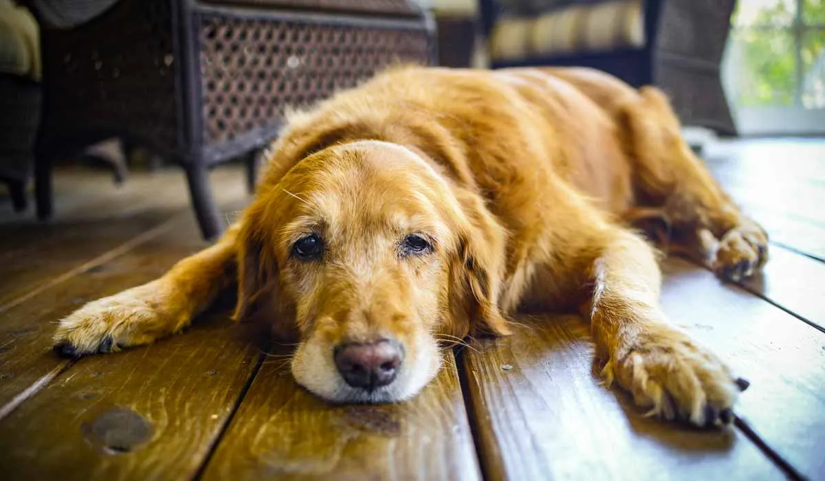 cómo saber si tu perro está envejeciendo