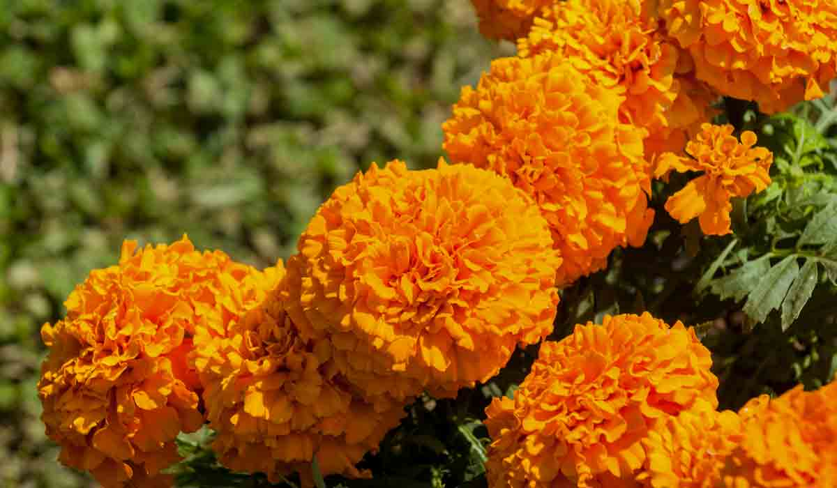 Cempasúchil: ocho cosas que no sabías de esta icónica flor mexicana