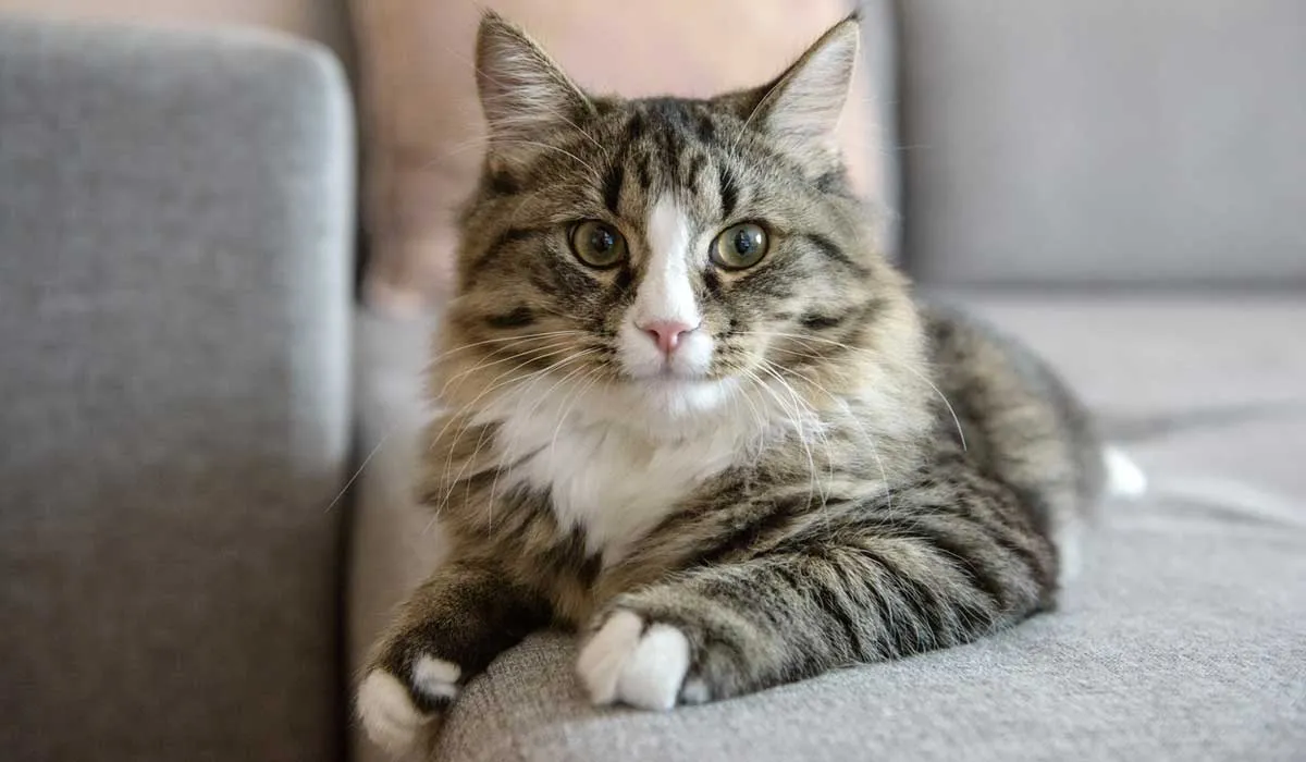 ¿por qué los gatos amasan?